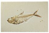 Fossil Fish (Diplomystus) - Wyoming #244161-1